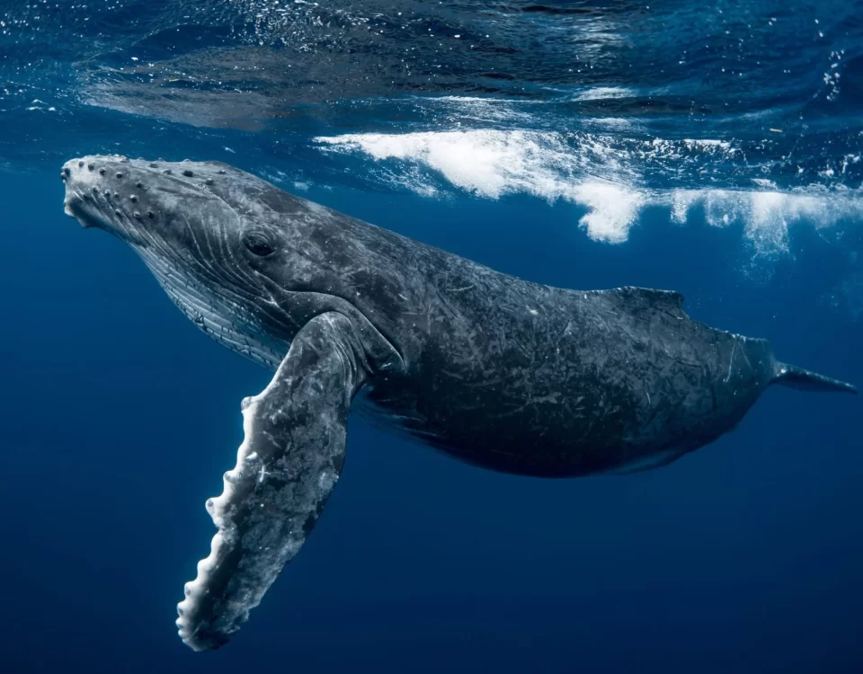 Sailing, Whale Watching & Yoga