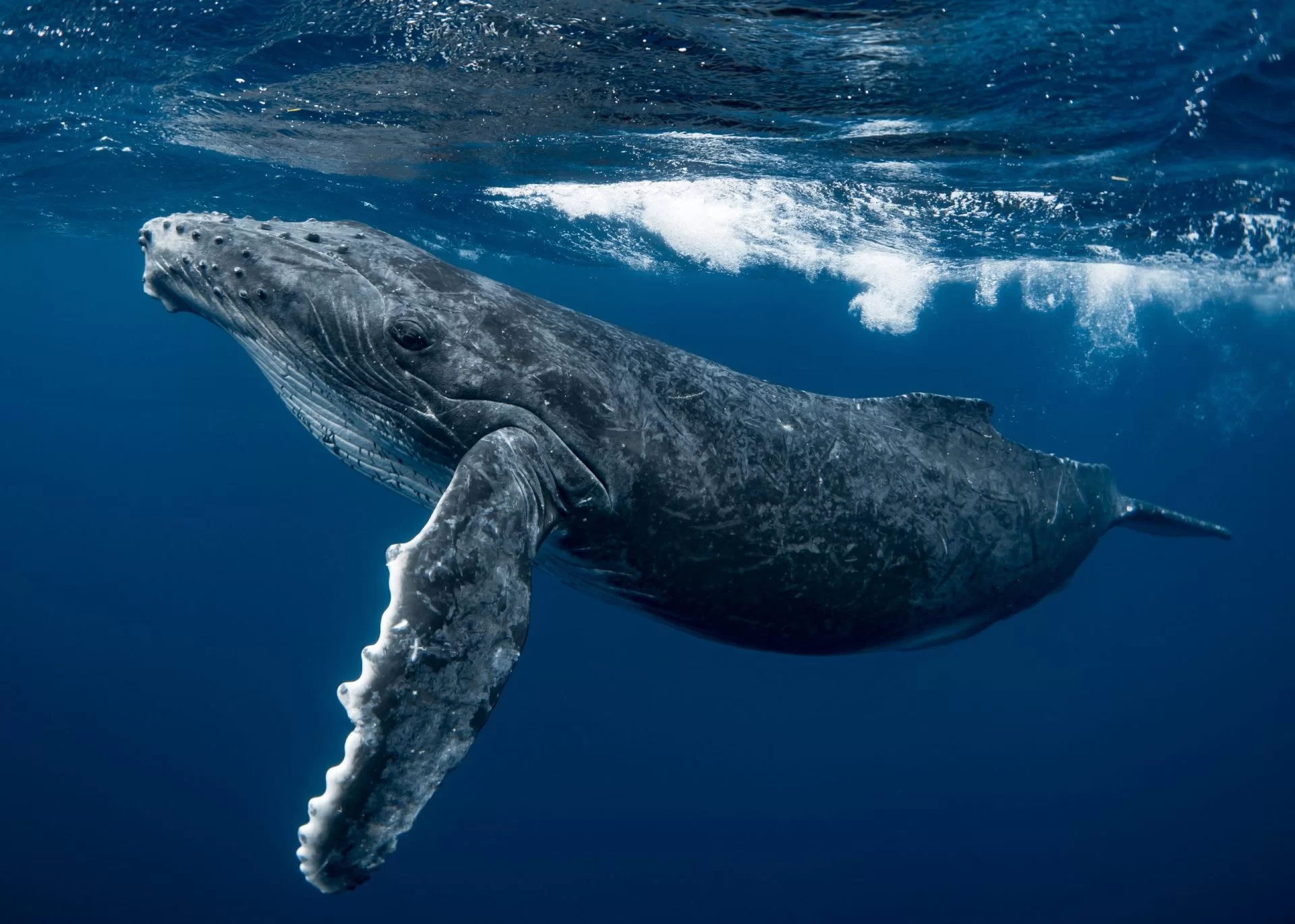 Sailing, Whale Watching & Yoga